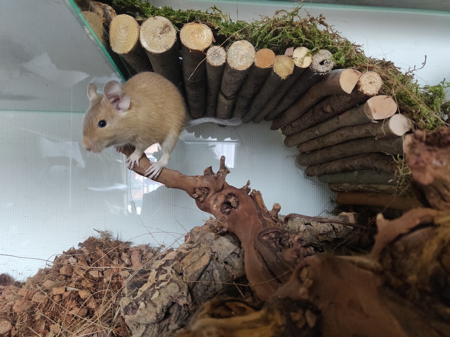 Takken en hout voor Inrichting
